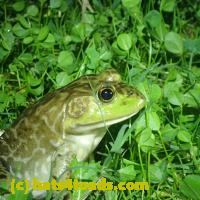 /home//u458753944/public_html/sourcegallery/////////////////Frogs/More bullfrogs/P9110728.JPG